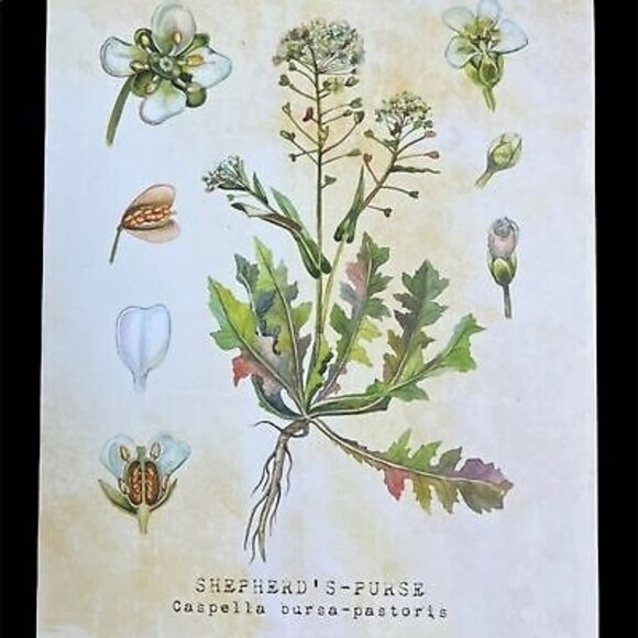 NEW Set of Six 8 X 10 UNFRAMED Botanical Prints by Tavenly Spring Summer Gift - Picture 8 of 10